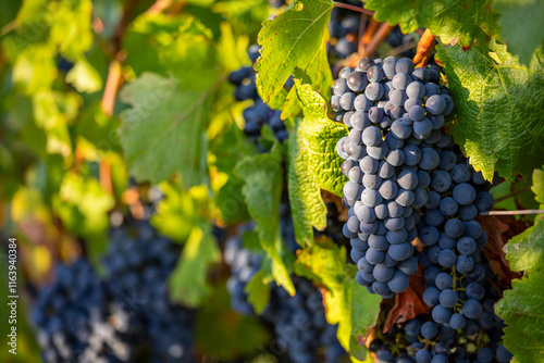 Grappe de raisin noir dans un vignoble sous le soleil d'automne avant les vendanges.