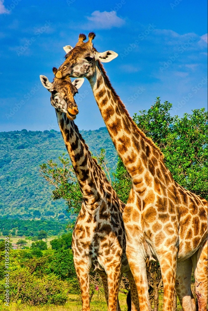 Fototapeta premium giraffe in the savannah