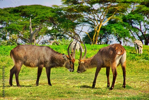 deer in the wild