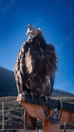 a golden eagle with a leather hood on its head against a background of blue sky and green mountains photo