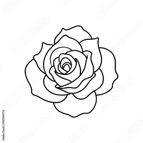  rose on white background