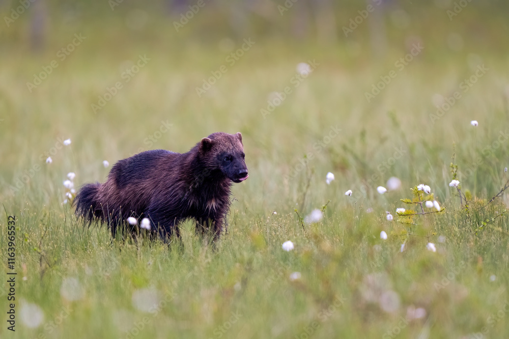 Wolverine in the swamp of Finnish taiga Wolverine in the swamp of Finnish taiga