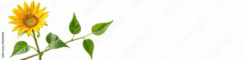 Obraz premium isolated sunflower with multiple stems and leaves on white background, garden, nature, stems