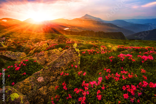 Billede på lærred blooming red pink rhododendrons flowers in the mountains, amazing panoramic natu