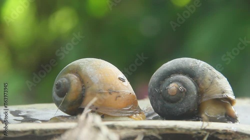 Pila ampullacea or rice field snail, this snail is often found in rice fields, fresh water snail photo