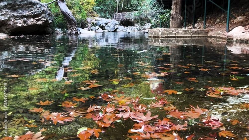 Still shot of a Peaceful Pond Scene with flowing water stream and Falling Leaves during autumn