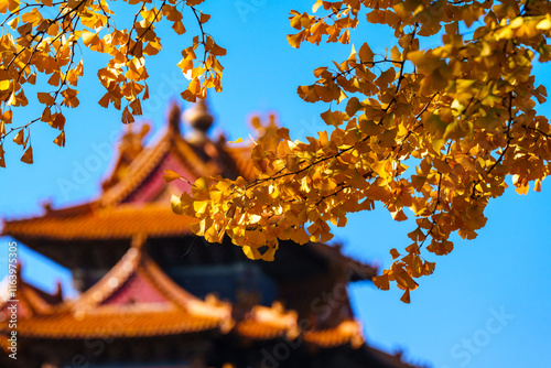 Overlooking Watch Tower of the Forbidden City and yellow ginkgo leaves under blue sky in sunlight in Autumn