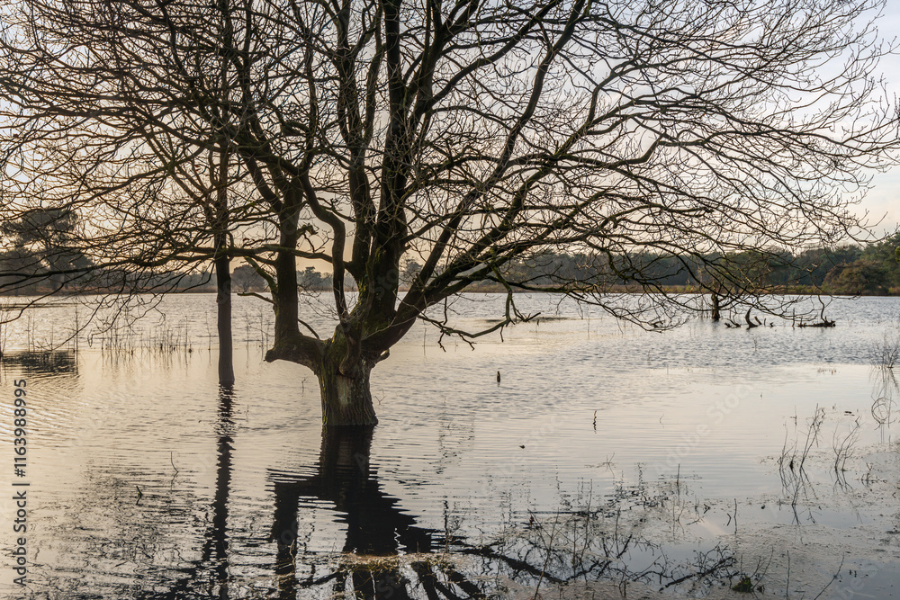 Trees with bare branches as silhouettes in the water of the flooded shore of a small lake
