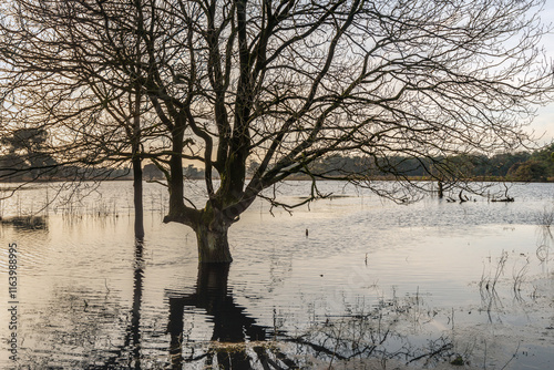 Obraz na płótnie Trees with bare branches as silhouettes in the water of the flooded shore of a small lake w salonie