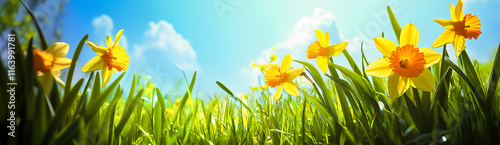 yellow daffodils in green grass in sunlight with blue sky background