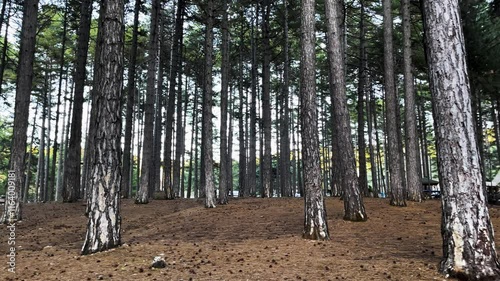 A majestic pine forest illuminated by natural sunlight, with tree trunks creating a serene atmosphere. Dry leaves cover the ground, emphasizing the autumnal setting and natural beauty of the woods