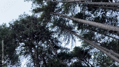 Rotating shot of Majestic Pine Trees Reaching Towards the Sky
