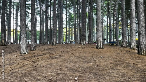 Walking under Tall Pine Trees in a Serene Autumn Forest With Natural Sunlight
