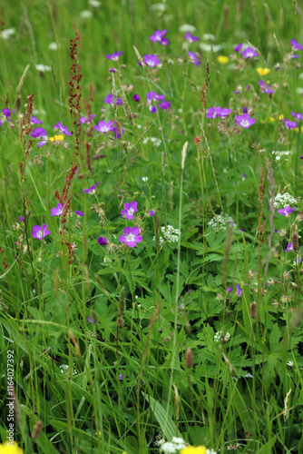 Wood Cranesbill plants blooming in a wildflower meadow, North Yorkshire England
