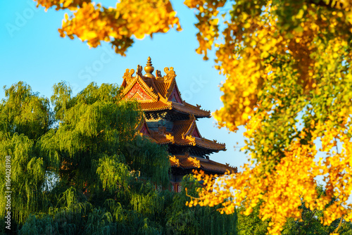 Overlooking Watch Tower of the Forbidden City and yellow ginkgo leaves under blue sky in sunlight in Autumn