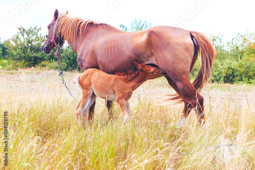 Mare and her foal stand in a grassy field, foal nursing from the mare, demonstrating their natural bond. Serene rural setting underscores nurturing behavior between the mother and her young