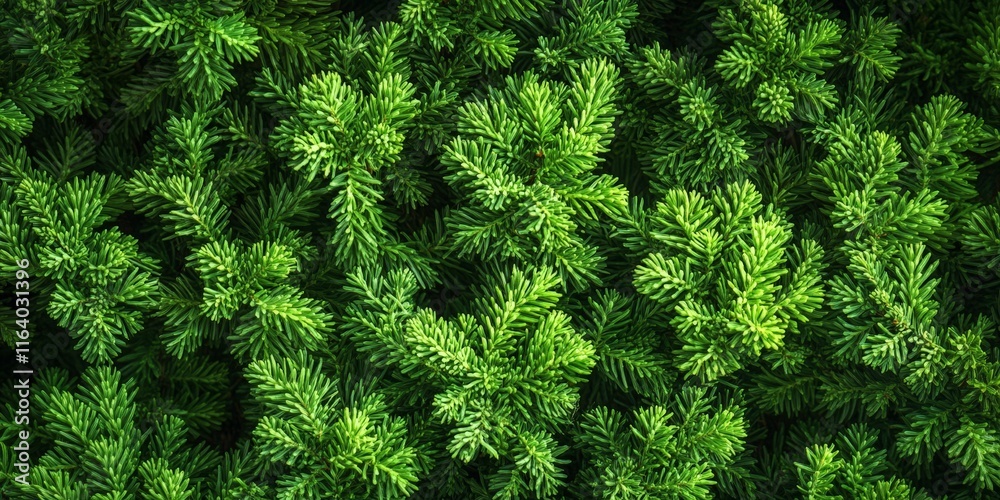 Dense Green Pine Foliage Texture