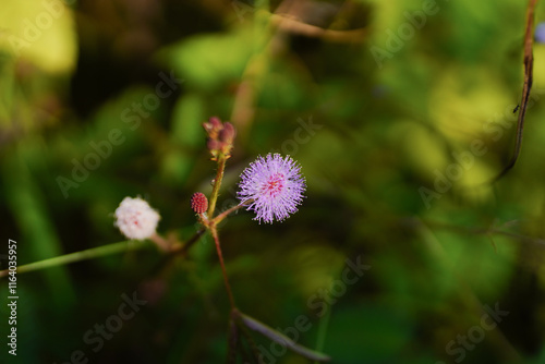 Sensitive plant or sleepy plant flowers (Mimosa pudica) photo