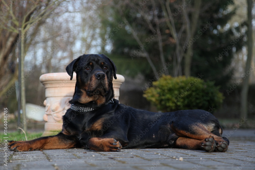 Rottweiler Hund Rüde liegt im Garten auf dem Boden Rottweiler Hund Rüde liegt im Garten auf dem Boden