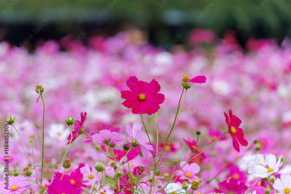 ピンクと赤のコスモスが咲き誇る花畑 ピンクと赤のコスモスが咲き誇る花畑