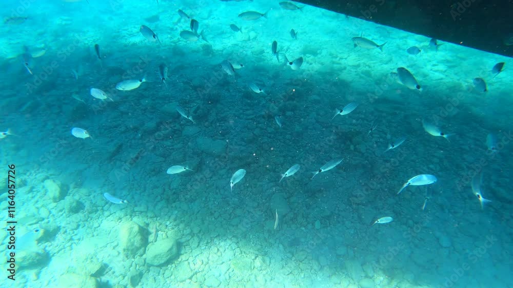 Small fish swimming in clear blue waters. A natural and impressive sight for those who want to explore marine life. Small fish swimming in clear blue waters. A natural and impressive sight for those who want to explore marine life.