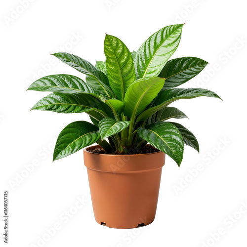 Wallpaper Mural Glossy Green Potted Plant with Intricate Leaf Patterns Torontodigital.ca