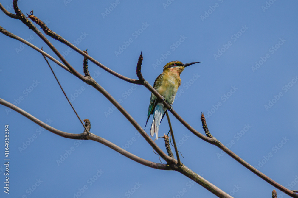 A bee-eater perching on a tree branch. Photographed in the western part of Singapore. A bee-eater perching on a tree branch. Photographed in the western part of Singapore.