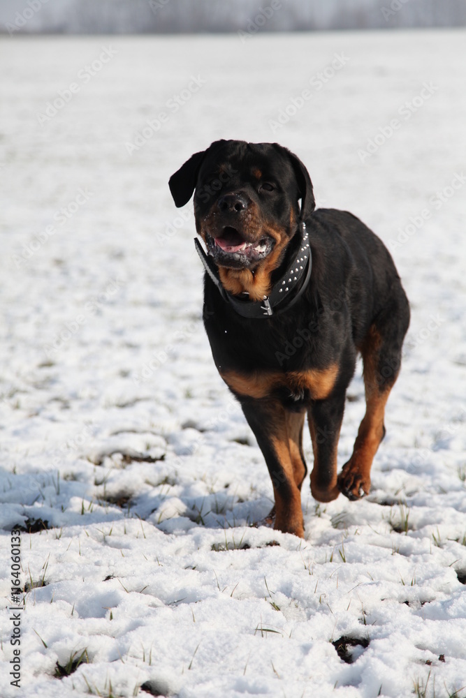 Rottweiler läuft über einen Acker mit Schnee im Winter Rottweiler läuft über einen Acker mit Schnee im Winter