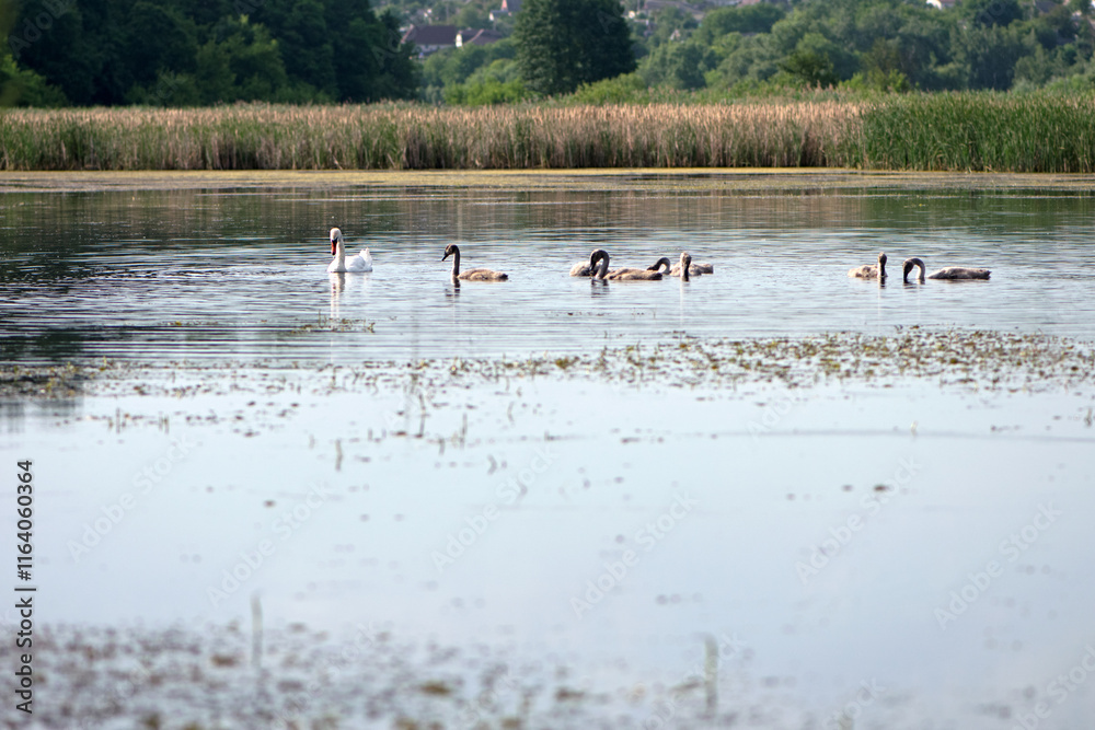 Naklejka premium Swan. bird on the water. white swans swims in a lake. big beautiful swans floats on the river on a beautiful autumn, sunny day. wild bird, natural background. family of white swans