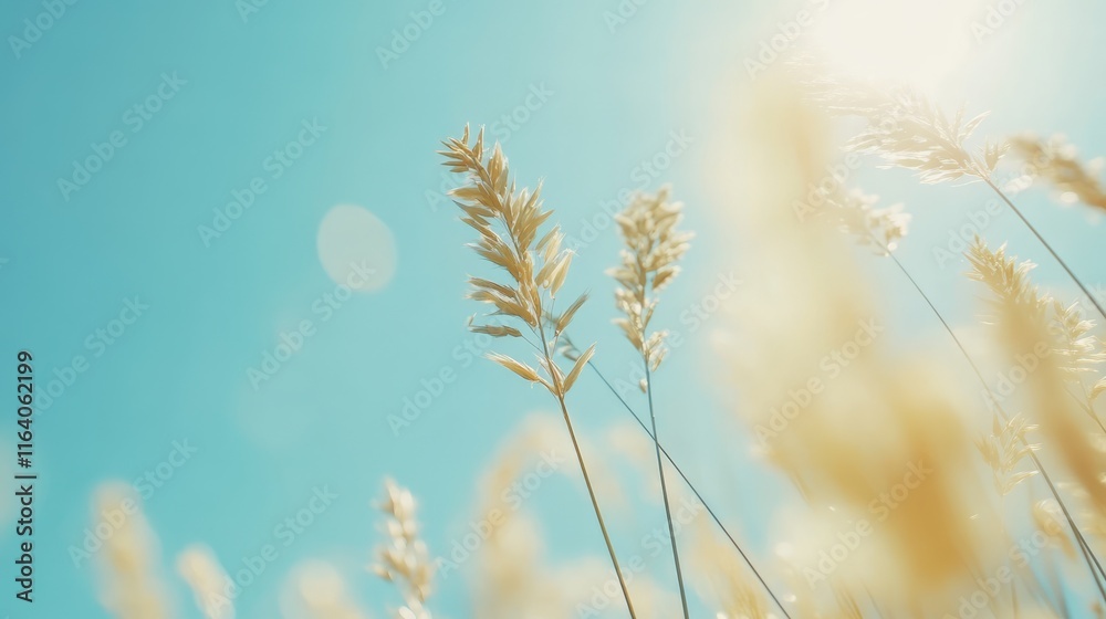 Meadow grasses swaying in the wind under a bright blue sky with sunlight creating a serene natural ambiance Meadow grasses swaying in the wind under a bright blue sky with sunlight creating a serene natural ambiance