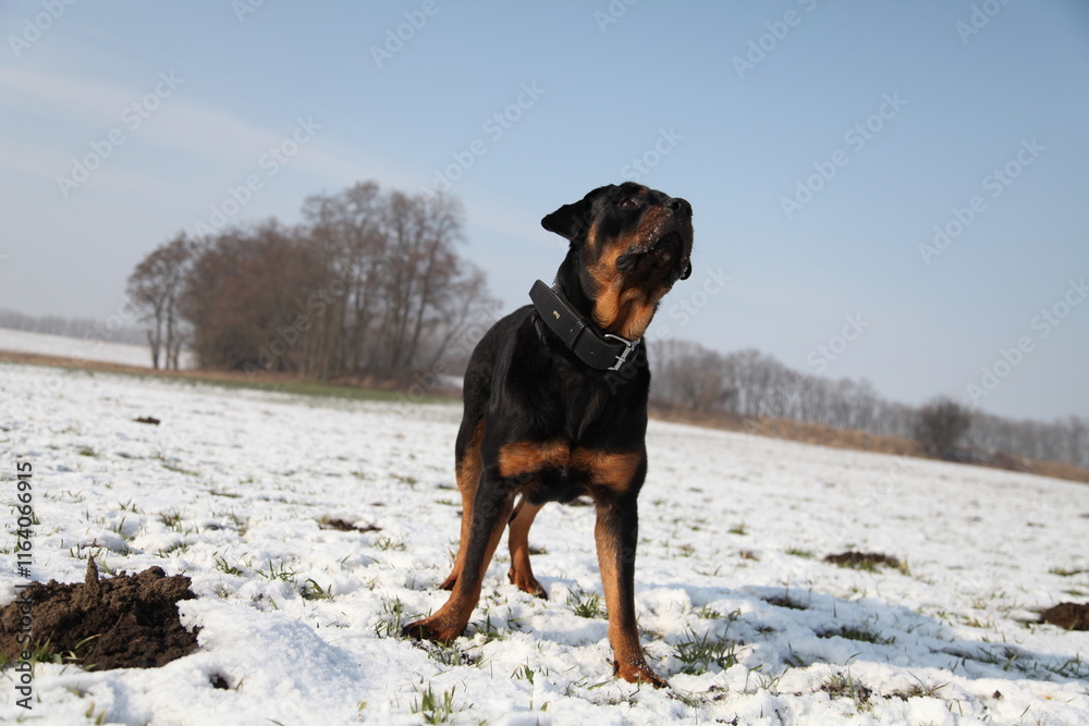 Rottweiler springt im Winter nach einem Schneeball Rottweiler springt im Winter nach einem Schneeball