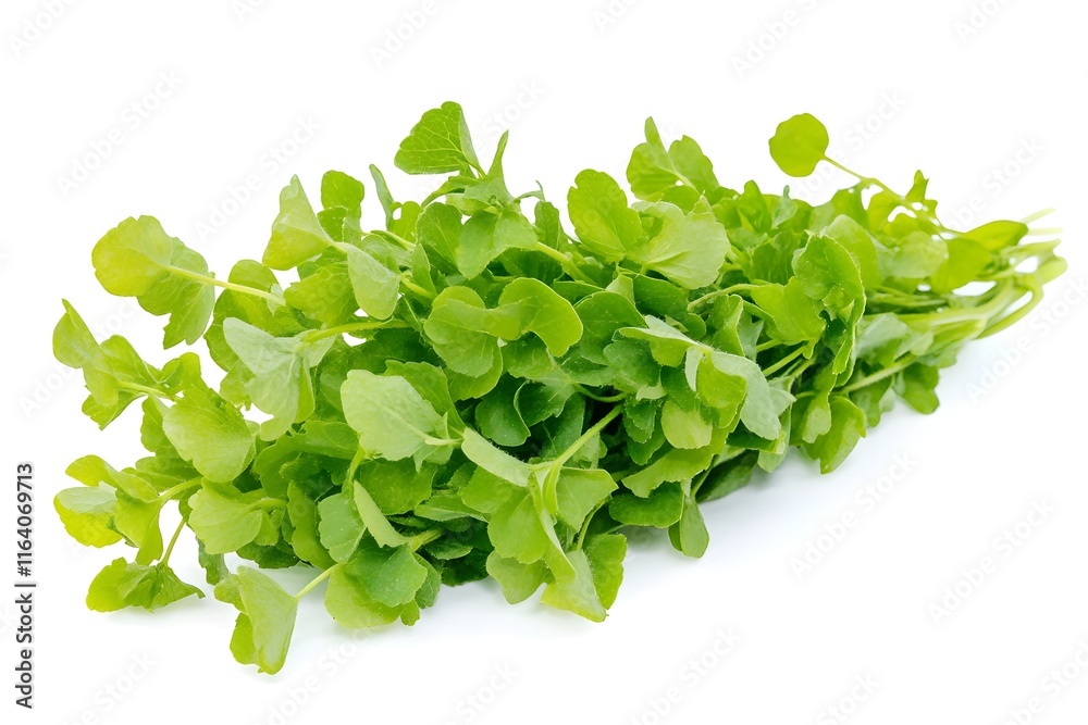 Fresh Green Watercress Leaves,  Healthy and Delicious