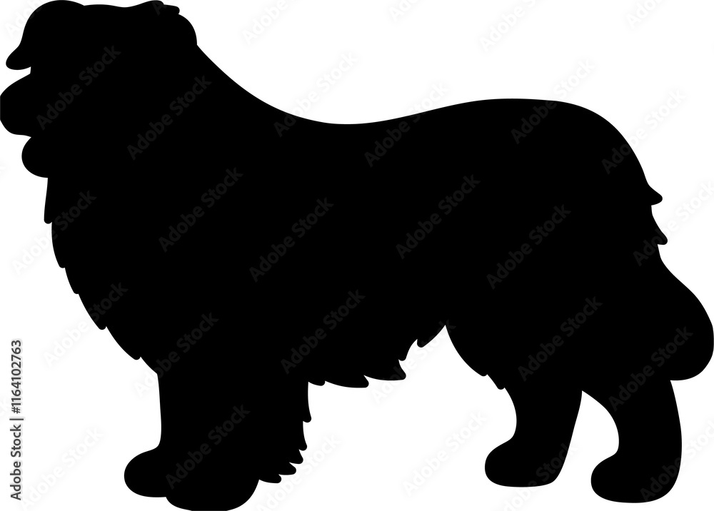 Australian Shepherd dog isolated on transparent background Australian Shepherd dog isolated on transparent background