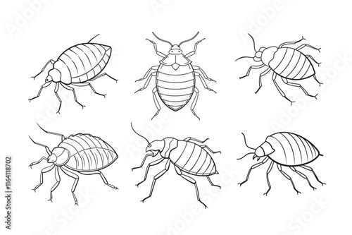 Bedbug (Cimex lectularius) insect silhouette design, labeled line art vector illustration.