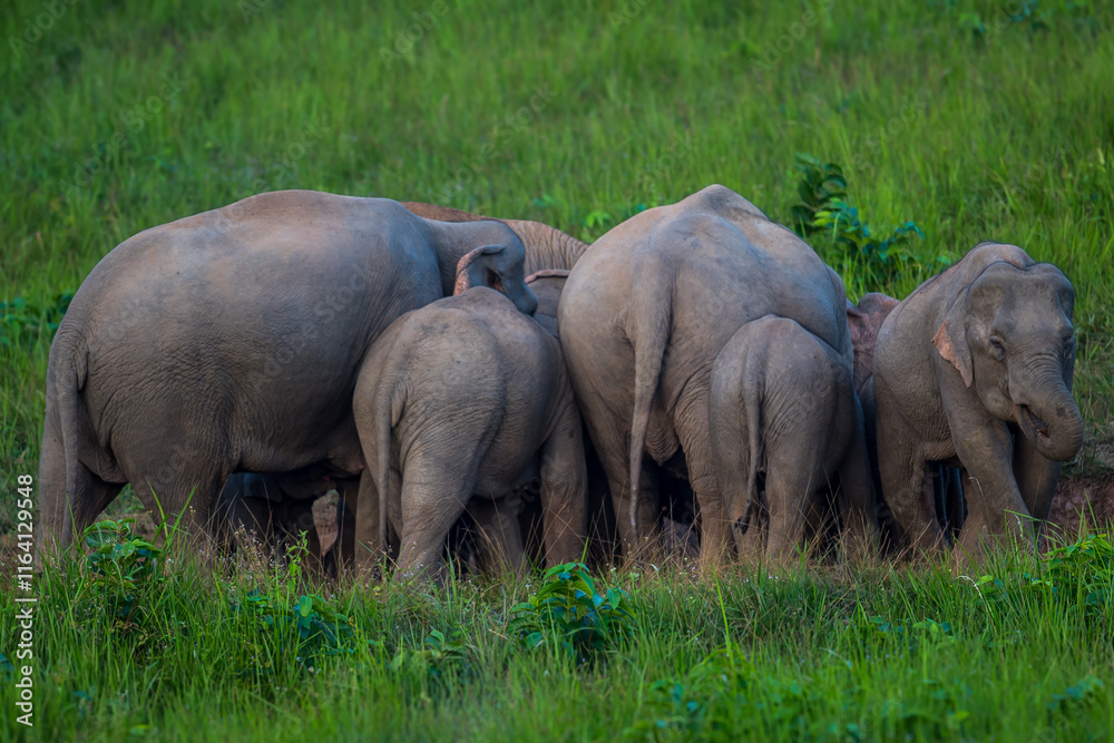 Fototapeta premium Elephants are large mammals and are the largest land animals. Wild elephants eat plants. They are big, have a small head, big legs, and have a trunk that reaches to the ground. That trunk is the nose.