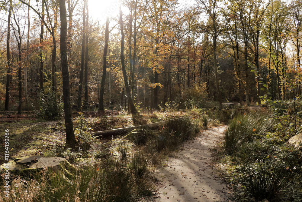 Hiking trail path fall forest with tall trees and fallen autumn leaves on the ground. Hiking trail path fall forest with tall trees and fallen autumn leaves on the ground.