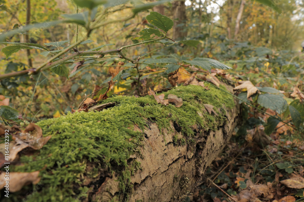 Forest details, fall autumn nature close up of moss on fallen tree stump leaves and branches. Forest details, fall autumn nature close up of moss on fallen tree stump leaves and branches.