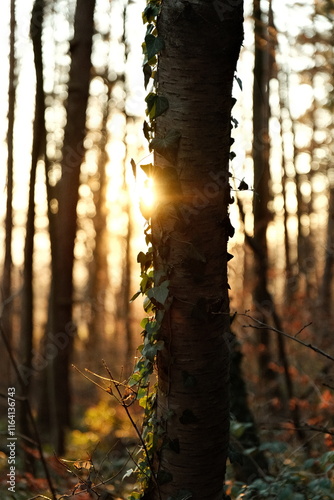 sunset in the forest