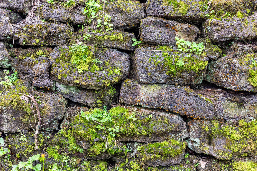 Stone lava wall in Lava Tree Park Hawaii highlights the wet environment from mossy growth on the stones. Stone lava wall in Lava Tree Park Hawaii highlights the wet environment from mossy growth on the stones.