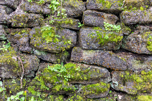 Wallpaper Mural Stone lava wall in Lava Tree Park Hawaii highlights the wet environment from mossy growth on the stones. Torontodigital.ca