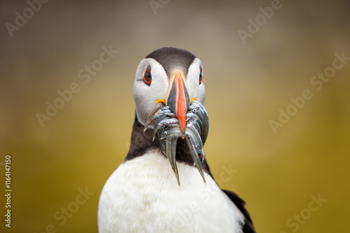 Atlantic puffin front-facing close-up with beak full of fish. Vibrant seabird exemplifying unique feeding behavior and coastal wildlife.