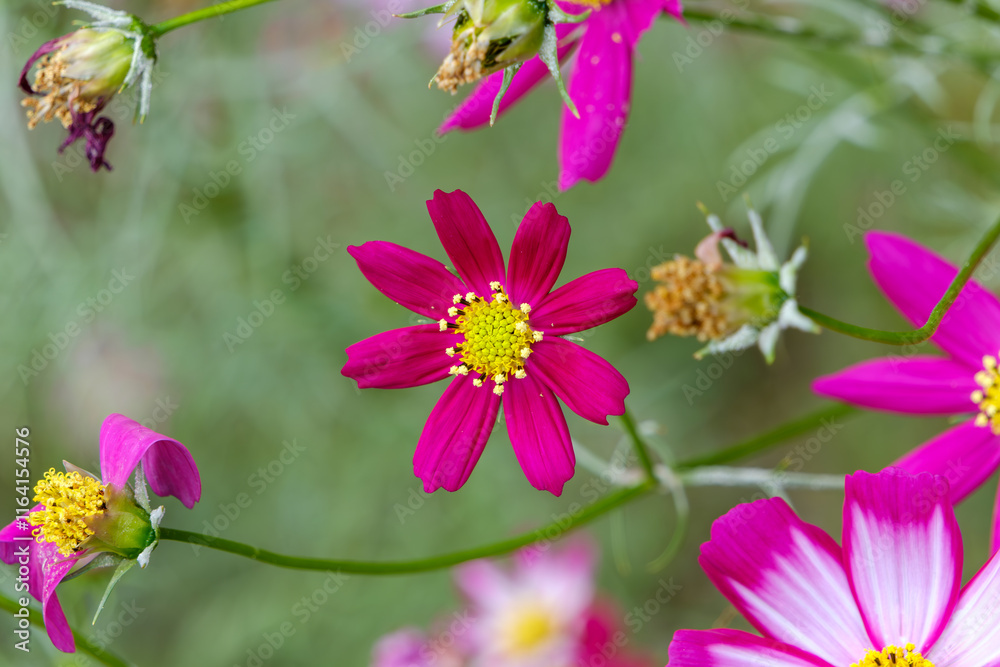 Obraz premium 鮮やかなピンク色のコスモス