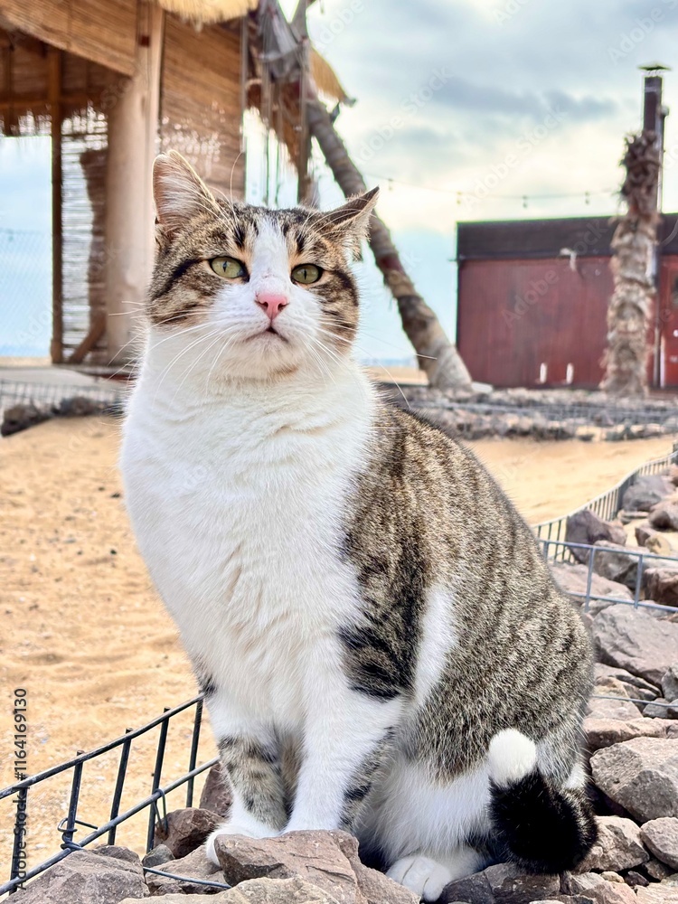 Obraz premium cat sits on the beach