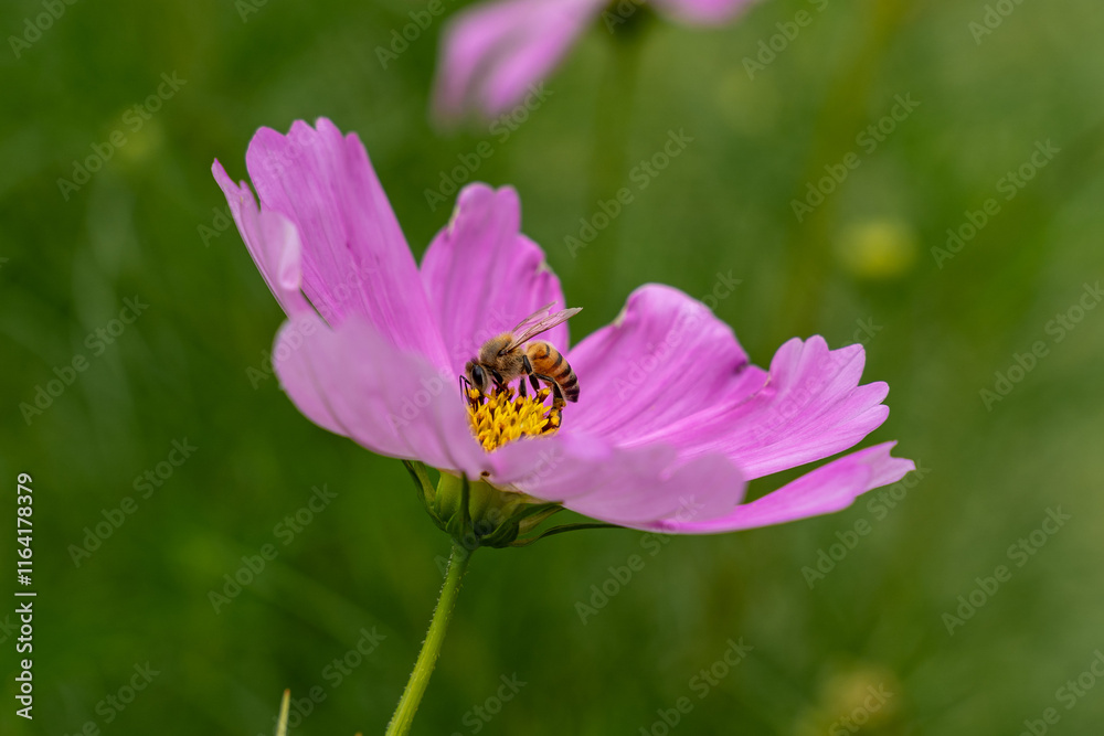 bee on flower bee on flower