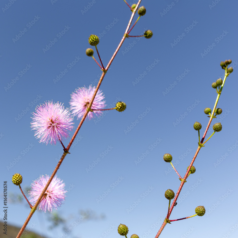 branches against sky