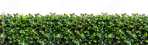 Wallpaper Mural Green hedge or green leaves wall on transparent background. Cut out png Torontodigital.ca