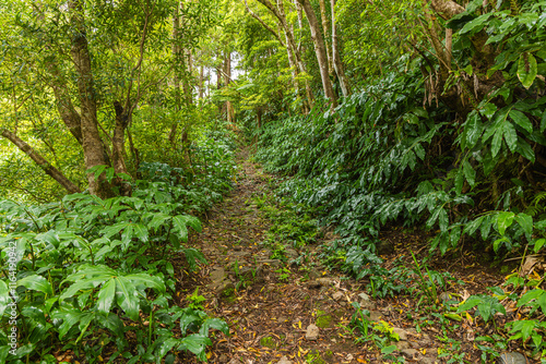 Fototapeta Naklejka Na Ścianę i Meble -  Partly overgrown trail in a subtropical laurel forest on the isle of Flores, Azores Portugal
