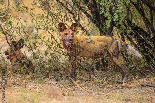 Принти на полотні African Wild Dog (Lycaon pictus) standing in the bushes, Chobe National Park Bot