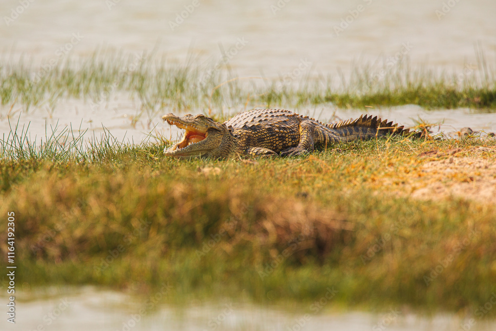 Nile Crocodile (Crocodilus niloticus) resting on the bank of a lake with open mouth showing its sharp teeth
Nile Crocodile (Crocodilus niloticus) resting on the bank of a lake with open mouth showing its sharp teeth