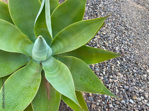 Agave attenuata or Fox tail tropical succulent plant in the park of Tenerife,Camnary Islands,Spain. Selective focus.  photo